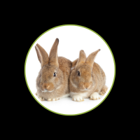 Kaninchen