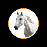 Pferd