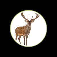 Hirsch