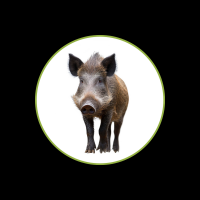 Wildschwein