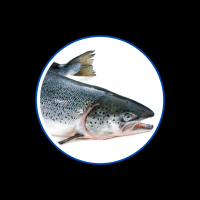 Lachs