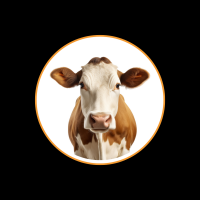 Kalb / Rind