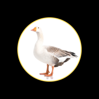 Geflügel