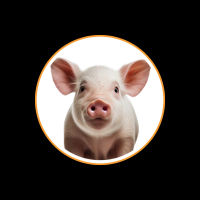 Schwein